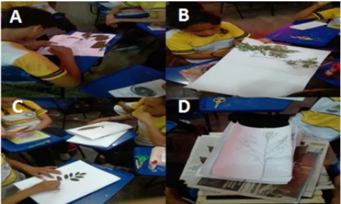 Figura 2 - A, B, C e D: Produção do Álbum sobre Morfologia  das Folhas