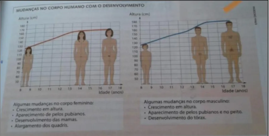 Figura 1: Representação do desenvolvimento do corpo feminino e masculino durante o período da  puberdade