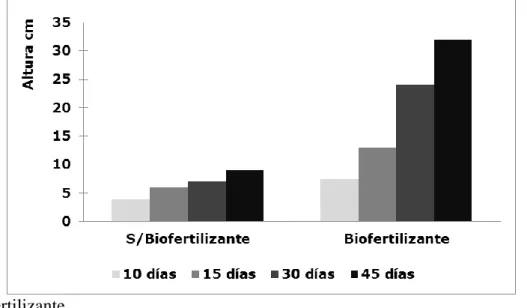 Figura 4: Tamanho alcançado pelas plantas de cebolinha aplicando biofertilizante de  digestão anaeróbia do esterco bovino (R1)
