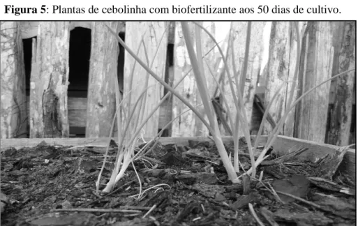 Figura 5: Plantas de cebolinha com biofertilizante aos 50 dias de cultivo.  