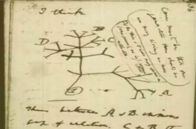 Figura 1 – A árvore de Darwin em suas anotações (fonte: www.evolucionismo.org.br). 