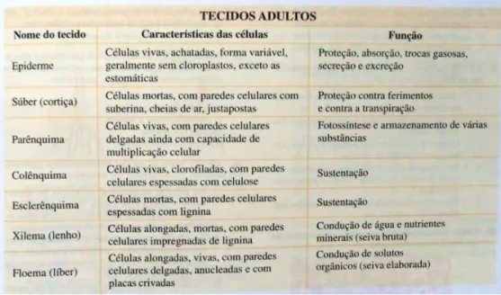 Figura 3 - Quadro comparativo utilizado em um livro de 1999 relacionando tipo, características e funções  dos tecidos