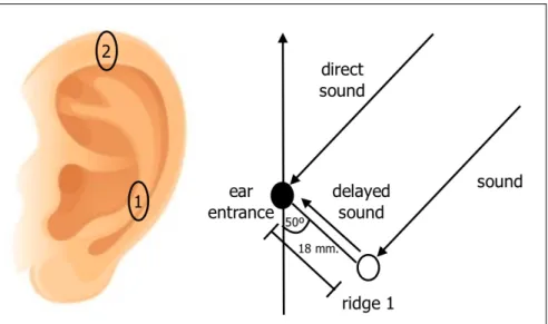 Figure 5: The pinna and reflecting ridges 1 and 2 that determine horizontal and vertical sound direction  through the delay between direct and reflected sounds from the ridges (GERZON, 1975b: 44).