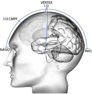 Figura 3. Posicionamento do eletrodo na região do Córtex Pré-frontal Medial 