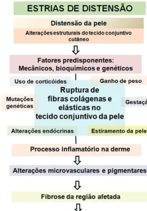 Figura 1 - Ilustração esquematizando o processo de patogenia das  estrias de distensão em humanos.