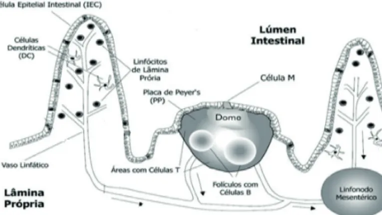 Figura 1 - Ambiente imunológico intestinal