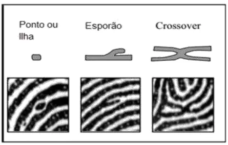 Figura 3 – Tipos de minúcias encontradas em uma impressão digital 