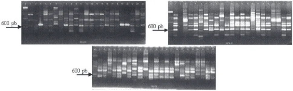 Figura 1: Perfis eletroforéticos de isolados de fungos pertencentes aos gêneros Aspergillus,  Penicillium e Fusarium, produzidos pela utilização de vários oligonucleotídios de RAPD