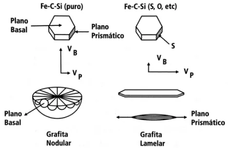 Figura 10: Esquema do crescimento da grafita em veios e em nódulos  Fonte: Guesser (2009, p11) 