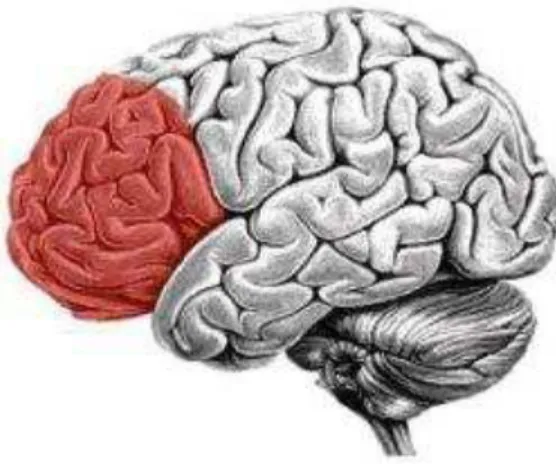Figura  1.  Imagem  do  córtex  pré-frontal,  principal  substrato  neuroanatômico  das  funções  executivas  (Retirado  de   http://www.mind360.com/blog/brain-health/07/brain-scientists-closer-to-mapping-the-prefrontal-cortex/, por Clifton Flack, 2009)