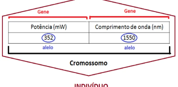 Figura 10 - Representação de um indivíduo para um bombeio no caso do amplificador  Raman