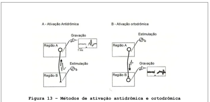 Figura 13  –  Métodos de ativação antidrômica e ortodrômica  (Adaptado de Sommer &amp; Wurtz, 2004) 