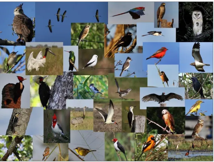 Figura 4 – Registro de aves do município de Porto Murtinho, MS