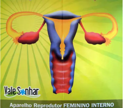 Figura 8 - Sistema urinário e sistema genital da mulher, vista medial. 