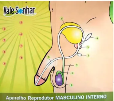Figura 9 - Sistema urinário e sistema genital do homem, vista medial. 