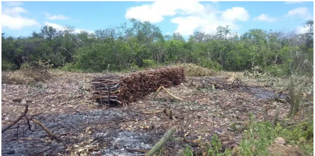 Figura 3: Desmatamento seguido do processo de queima na comunidade Recanto              Fonte: Pesquisa de campo (2016)