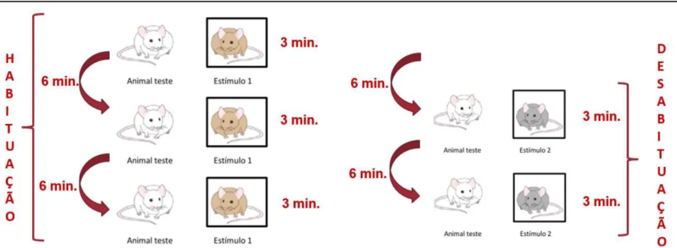 Fig. 1- Protocolo do teste comportamental (habituação/desabituação). 