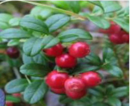 Figura 3: Frutos de cranberry (Vaccinum macrocarpon)  Fonte: Google imagens 