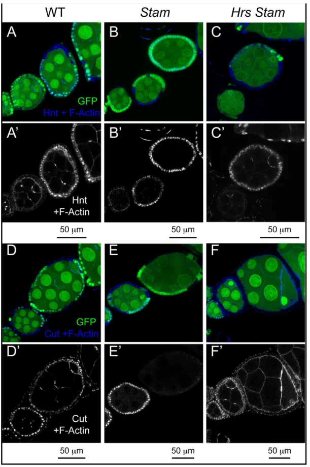 Figure 4. ESCRT-0 mutations do not alter Notch signaling in FE cells. (A–F) Mosaic egg chambers at stages 5–7 of oogenesis stained to detect the Notch targets Hnt (A–C) and Cut (D–F) and f-Actin