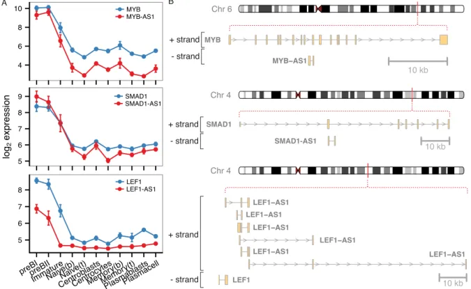 Fig 6. Antisense RNAs in the brown module center. A) Expression profiles and B) genomic organization of highly connected sense-antisense pairs from the brown module.