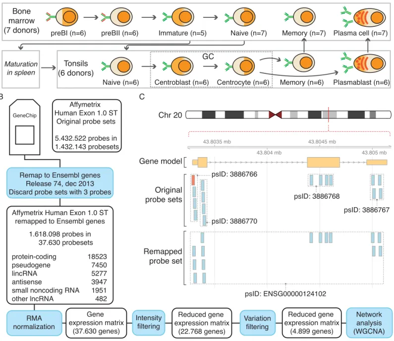 Fig 1. Overview of the data analysis pipeline. A) Diagram of B-cell lymphopoiesis depicting the different B-cell subpopulations isolated from bone marrow and tonsils