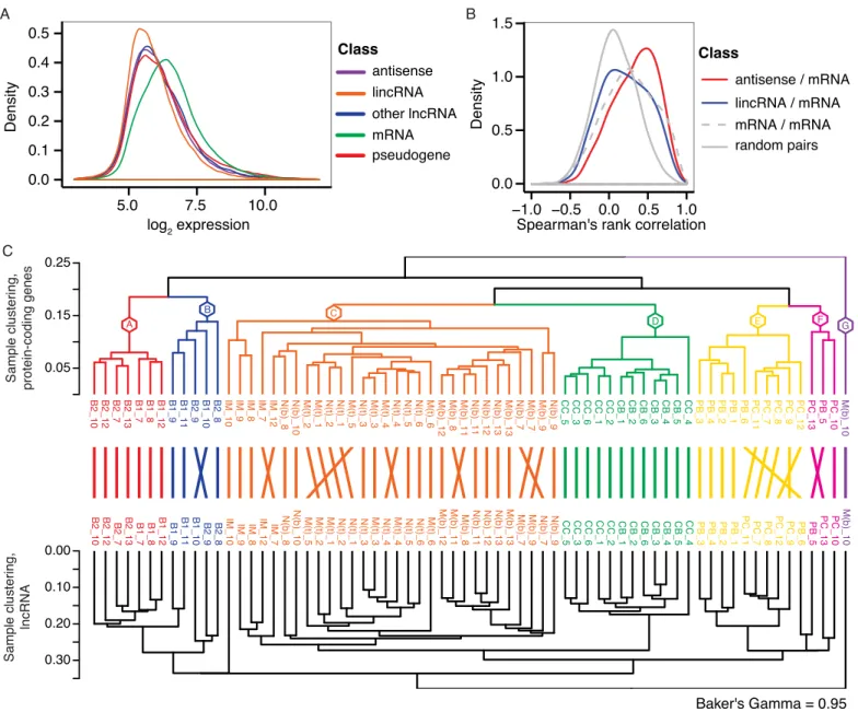 Fig 3. Long noncoding RNA expression in human B-cell subpopulations. A) Distribution of array-derived expression levels across all samples are shown for different gene biotype classes: Antisense, lincRNA, other lncRNA, mRNA, and pseudogene