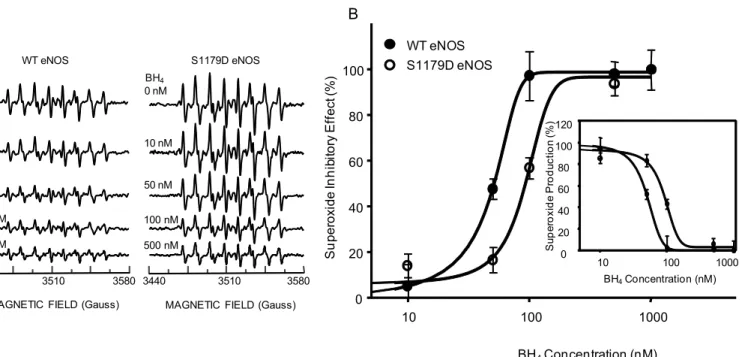 Fig 6. S1179D eNOS is less sensitive to BH4-mediated inhibition of O 2 -. generation than WT eNOS