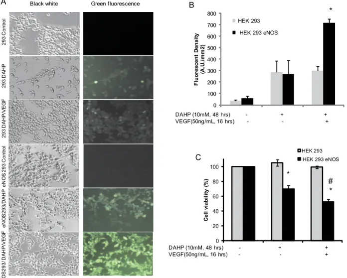 Fig 8. eNOS phosphorylation increased intracellular ROS generation and decreased cell viability in BH4-depleted cells