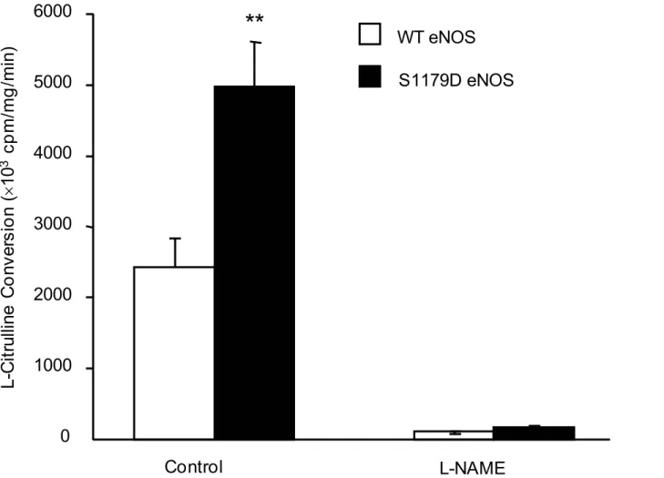 Fig 1. S1179D eNOS has higher rate of NO production than WT eNOS. Enzymatic activity of purified WT eNOS and S1179D eNOS preparations was assayed by monitoring the conversion of L-[ 14 C]arginine to L-[ 14 C]citrulline