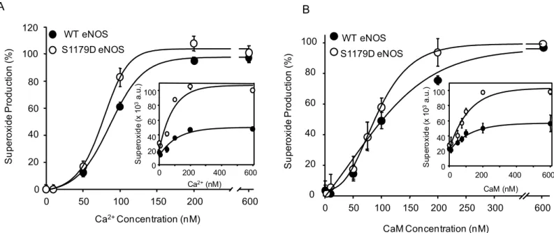 Fig 4. S1179D mutation does not increase affinity of O 2 -. -generating eNOS to Calcium and Calmodulin