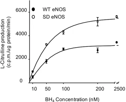 Fig 5. S1179D mutation increased both eNOS activity and affinity to BH4. 1μg purified WT eNOS or S1179D eNOS was added to the reaction system described in Materials and Methods
