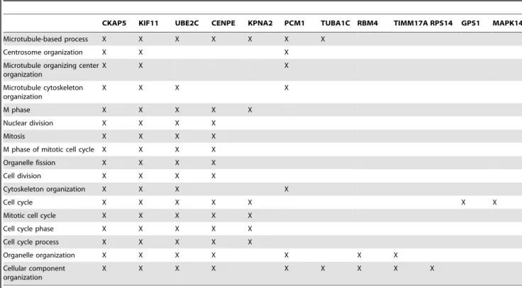 Table 2. Functional annotation of potential miR-155 target proteins in HEK293T cells.