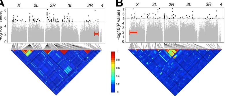 Fig 3. Genome-wide association analyses. Manhattan plots and accompanying linkage disequilibrium heat maps are depicted for the (A) e ro interval and (B) y v interval for lines with standard karyotypes