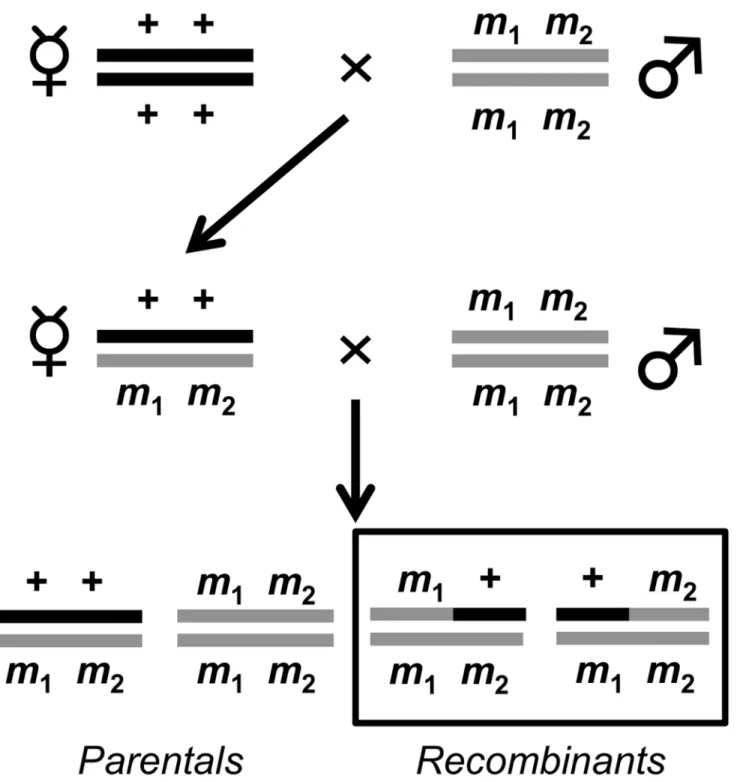 Fig 1. Two step crossing scheme to measure crossover frequency in the DGRP. + + denotes wild-type and m 1 m 2 denotes either the doubly marked e ro on chromosome 3R or doubly marked y v on the X chromosome