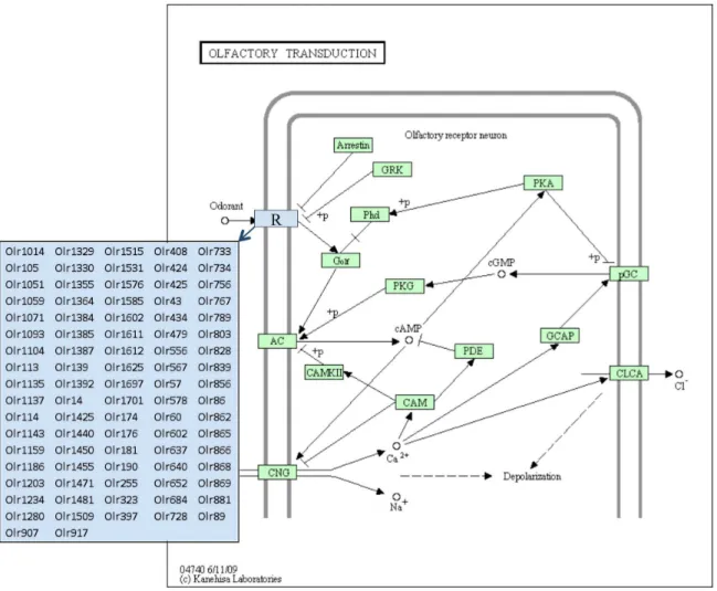 Figure 2. Olfactory Transduction Pathway showing olfactory receptor genes differentially expressed between F3 generation E13 PGC vinclozolin and control lineage rats