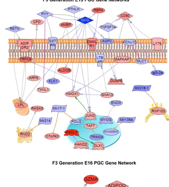 Figure 3. Gene network of known relationships among those genes differentially expressed in control- compared to vinclozolin lineage F3 generation germ cells