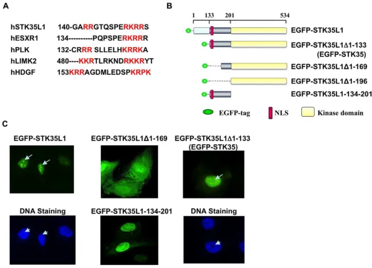 Figure 1. Nuclear and nucleolar localization signals in STK35L1. A) Prediction of nuclear localization signals in STK35L1