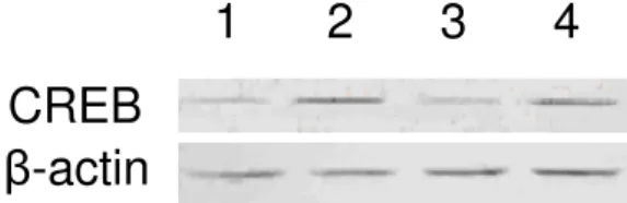 Figure  2.  Effect  of  TEB  on  CREB  expression  in  lung  tissue  of  hypoxia-exposed  rats