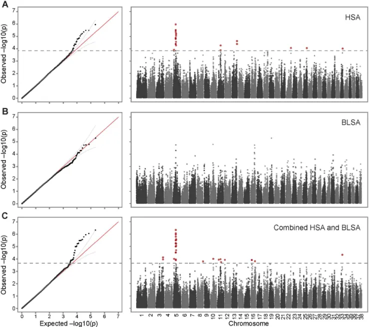 Figure 1. Genome-wide association of hemangiosarcoma and B-cell lymphoma identifies chromosome 5 as a common risk factor