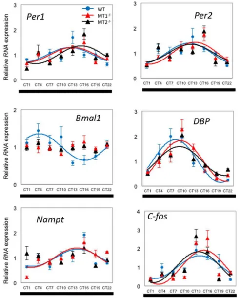 Figure 5. Expression profile of clock genes ( Per1 , Per2 and Bmal1 ) and clock-controlled gene ( Dbp , Nampt , c-fos ) transcripts in mouse photoreceptor cell layer under a DD condition