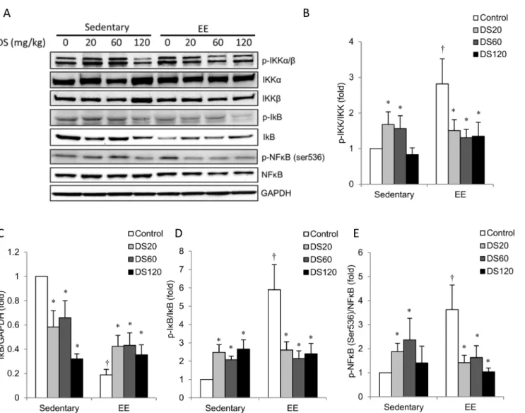 Fig. 3. Inflammatory gene and cytokine expression in soleus muscle. (A–E) Bars represent the relative quantification of COX-2, iNOS, TNF-a, IL-6, and IL-1b mRNA expression levels normalized to 18S rRNA