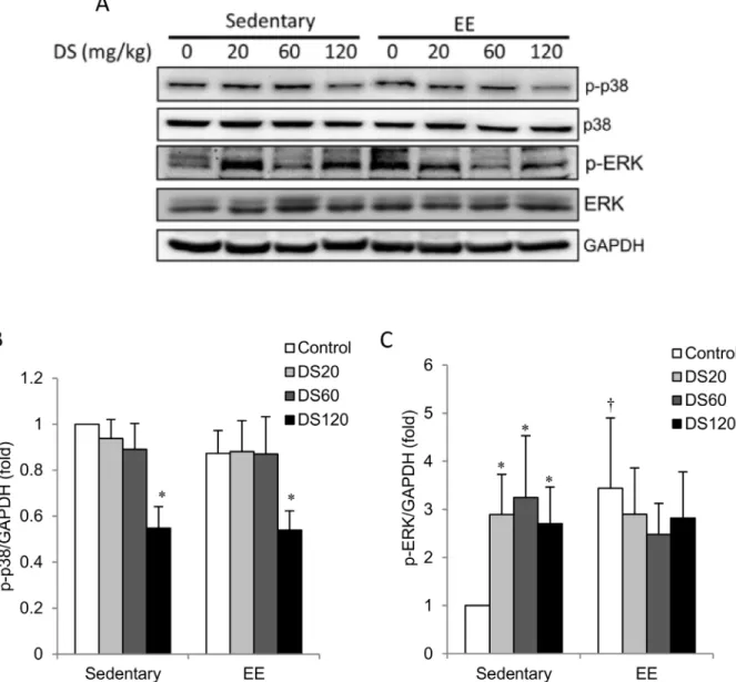 Fig. 5. MAPK phosphorylation. (A) Representative western blot showing protein levels of total and phosphorylated p38 and ERK extracted from soleus muscle