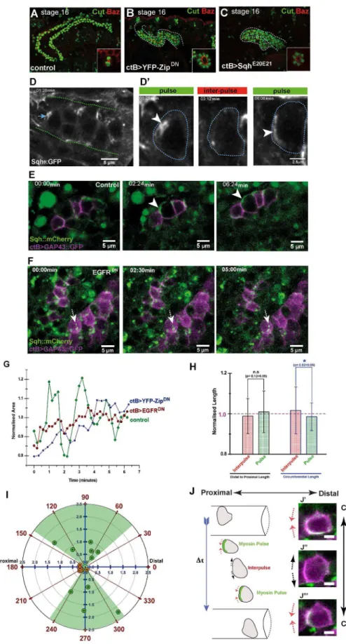 Figure 5. Polarised basal Myosin II pulses drive circumferential movement of MpT cells