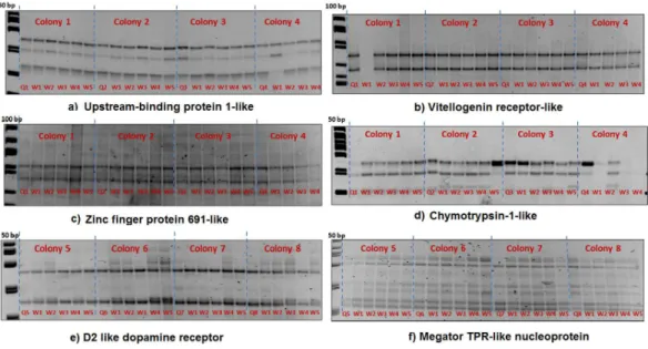Figure 1 The queen (Q) and 5 workers (W1–W5) are represented in each colony. SSCP gel results of six genes (A–F) with no queen-worker variations (homozygous banding patterns).