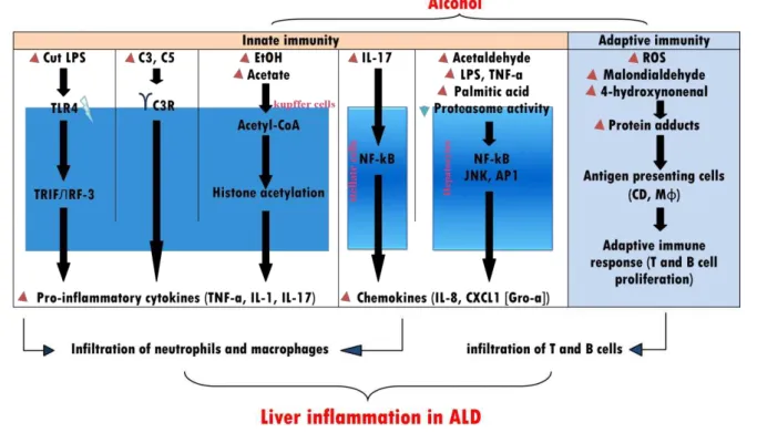 Figure  1.  Mechanisms  underlying  inflammation  in  ALD:  (1)  Activation  of  non-specific  immunity