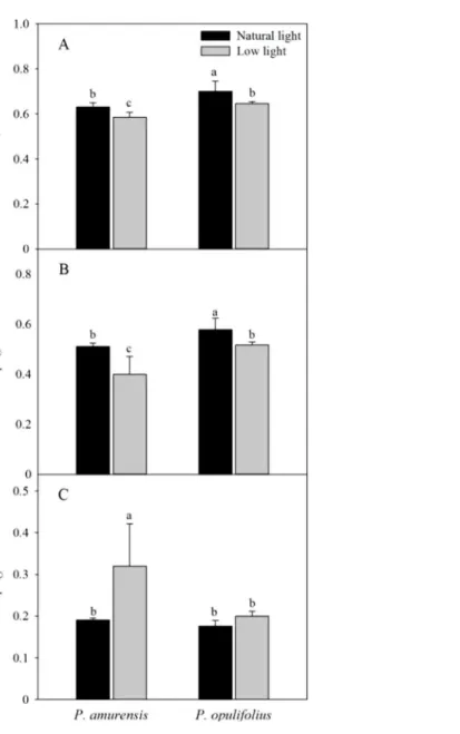 Figure 10 Difference of energy flux ratios in leaves of two cultivars of Physocarpus under different light intensities, o (A), ϕE o (B) and ϕD o (C)