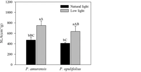 Figure 4 Difference in specific leaf area (SLA) in leaves of P. amurensis Maxim and P
