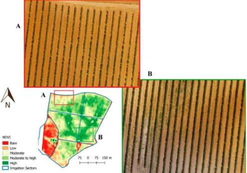 Figure 11. Property C—comparison between NDVI and tree leafiness on the analyzed olive orchard.