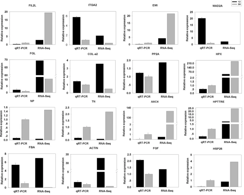 Figure 5 Comparison between RNA-Seq results and qRT-PCR validation results. X-axis shows genes in two tissues validated in this study; Y-axis shows Log 2 Ratio of expression of SK (skin) versus YZ (papilla)