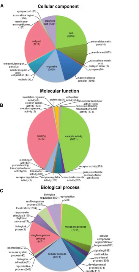 Figure 3 Distribution of the most common GO term categories.